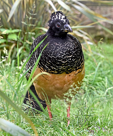 Bare faced Curassow