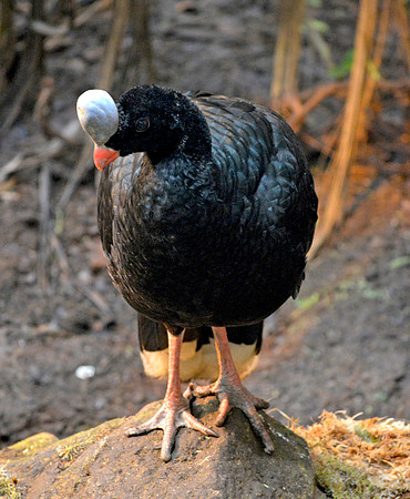 Northern helmeted Curassow