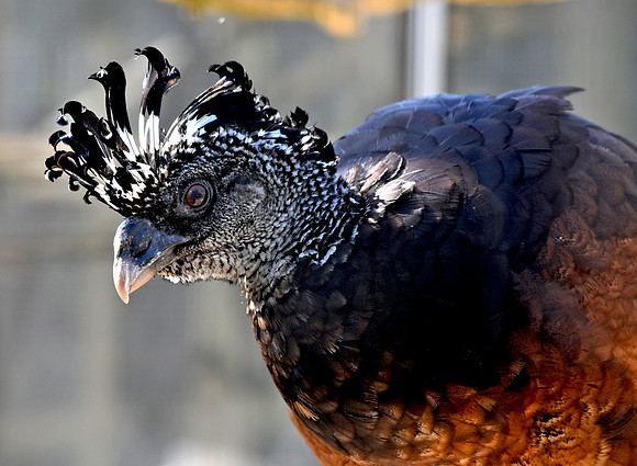Great Curassow