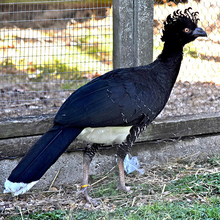Daubenton's Curassow