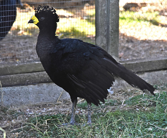 Daubenton's Curassow