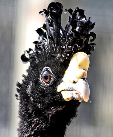 Great Curassow