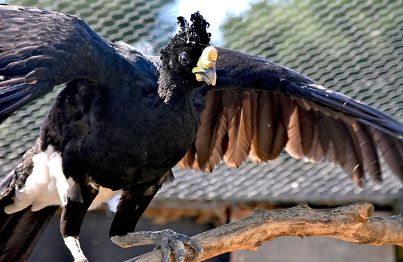 Great Curassow