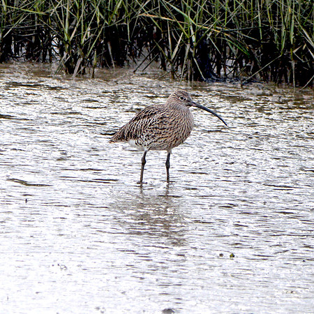 Curlew