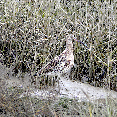 Curlew