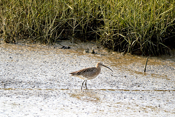 Curlew