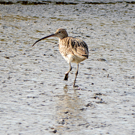 Curlew
