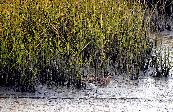 Curlew