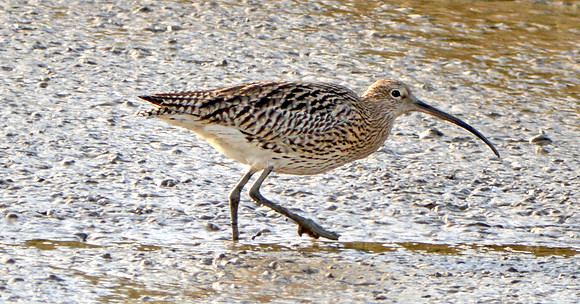 Curlew