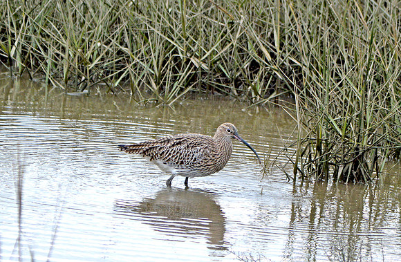 Curlew