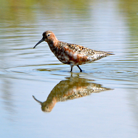 Curlew sandpiper