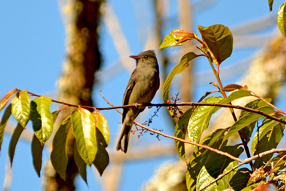 Dark Pewee flycatcher