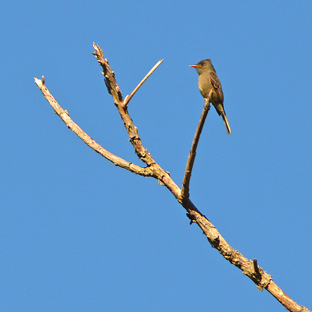 Dark Pewee flycatcher
