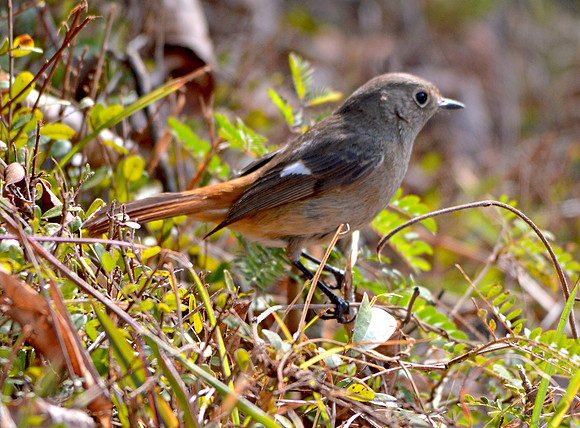 Daurian redstart