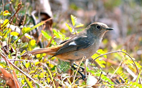 Daurian redstart
