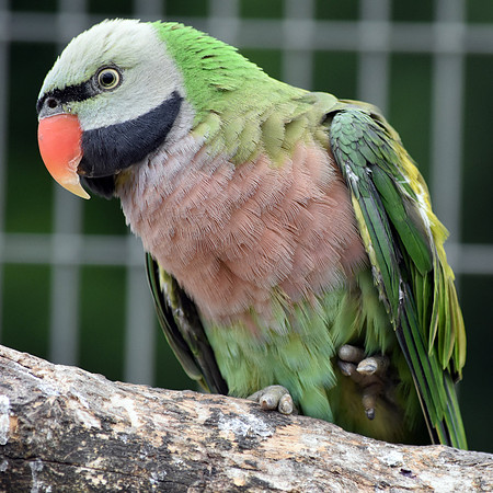Derbyan parakeet