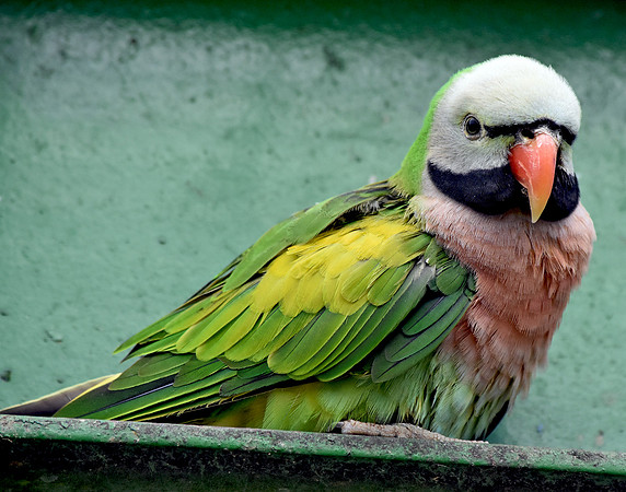 Derbyan parakeet