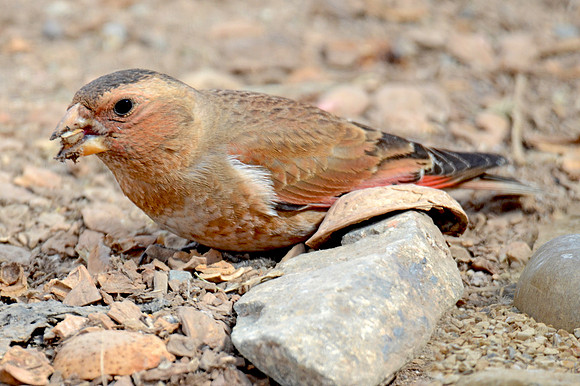 Desert finch