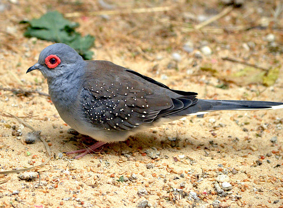 Diamond dove