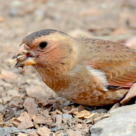 Desert finch
