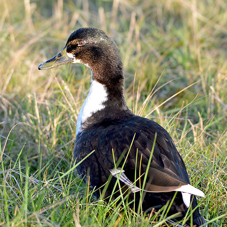 Black Swedish duck