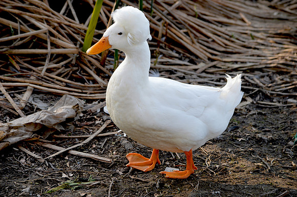 Aylsebury duck