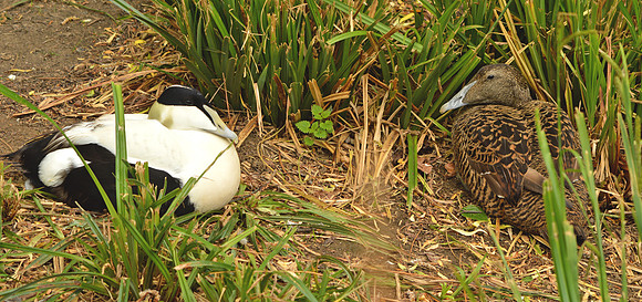 Eider ducks