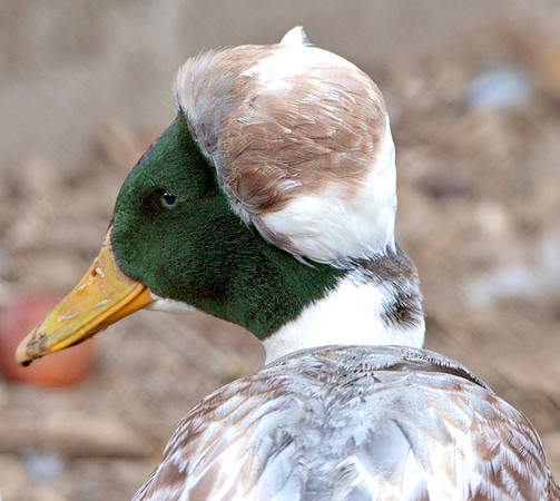 Crested duck