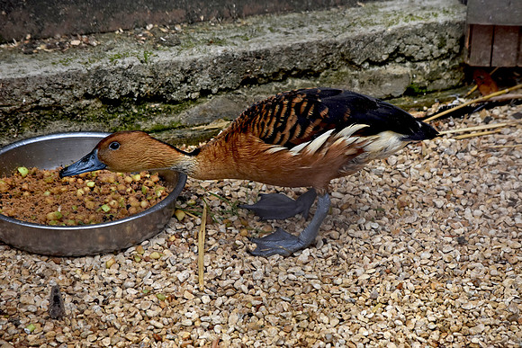 Fulvous tree duck