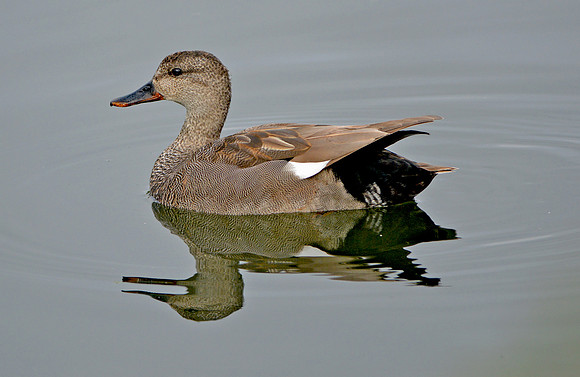 Gadwall
