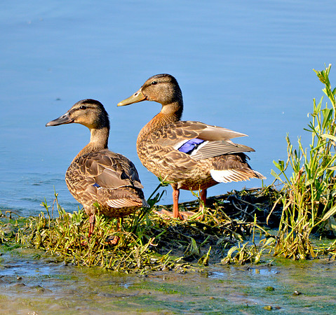 Mallard