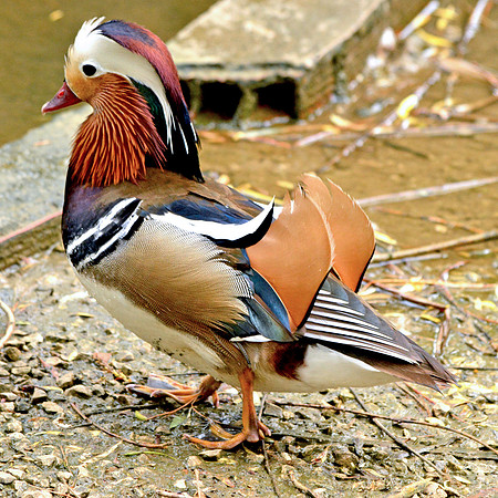 Mandarin duck