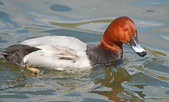 Pochard