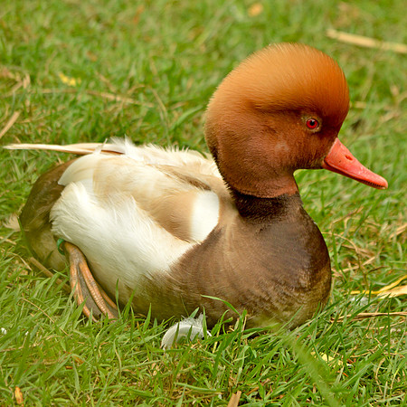 Red crested pochard