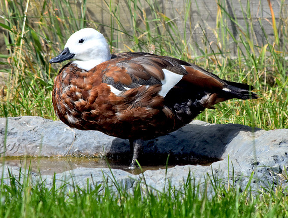 Paradise shelduck