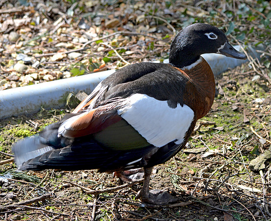 Australian shelduck