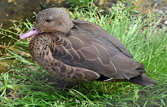 Bernier teal