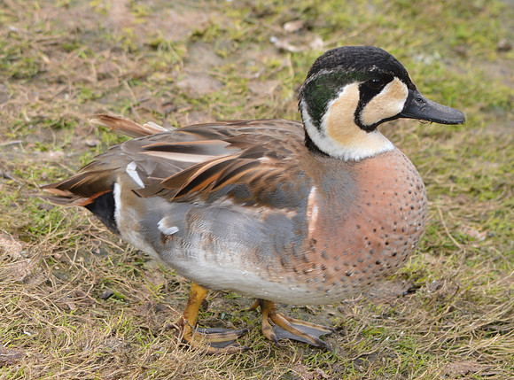 Baikal teal