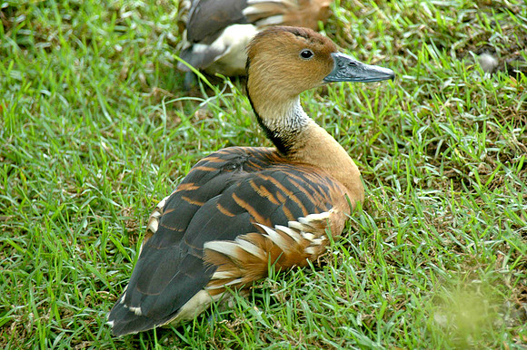 Fulvous whistling duck