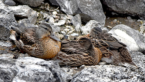American wigeon
