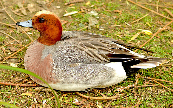 Wigeon