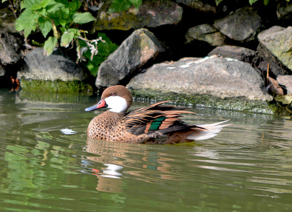 Bahama pintail