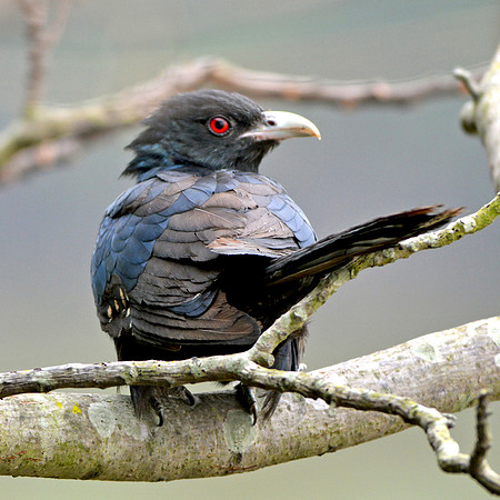Ashy drongo