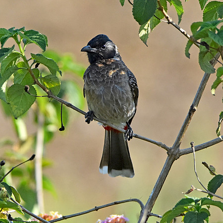 Black drongo
