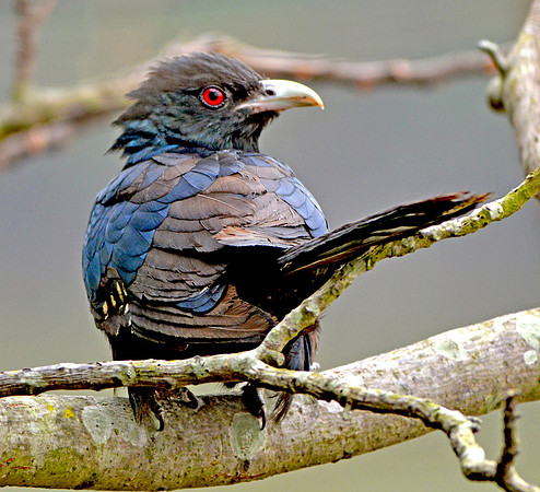 Ashy Drongo