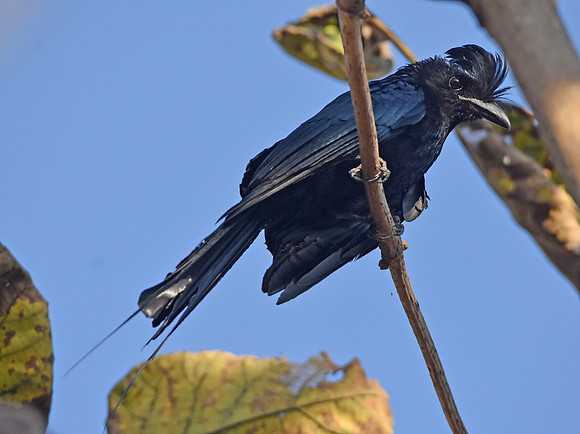 Racket tail drongo