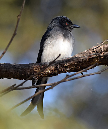 White bellied drongo