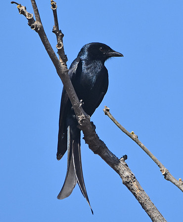 Black drongo