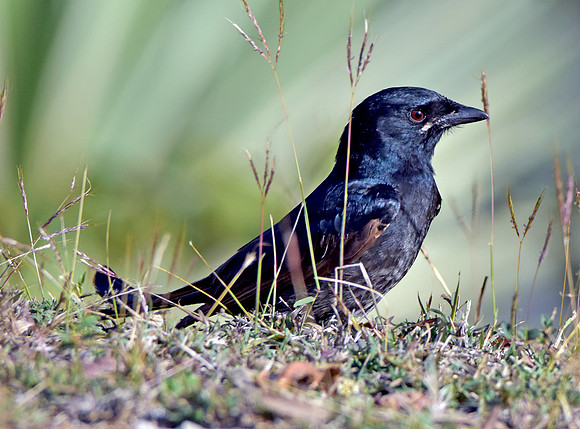Black drongo