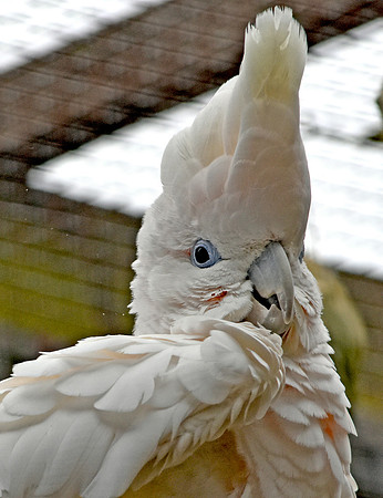 Ducorps cockatoo